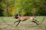 Collare in cuoio con piastre rettangolari per Malinois