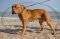 Collare in cuoio con borchie a punta per Dogue de Bordeaux