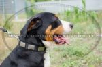Collare in nylon con piastre decorative per Swiss Mountain Dog