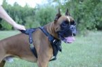 Pettorina universale in pelle naturale per Boxer