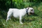 Collare in cuoio con pietre azzurre per Bulldog inglese