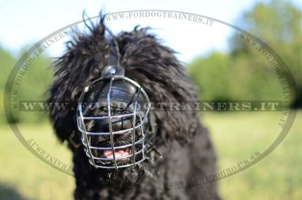 Museruola metallica a cestello per Terrier Nero Russo