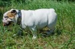 Collare in cuoio con piastre e piramidi per Bulldog inglese
