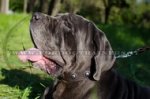 Collare decorativo con borchie rotonde per Mastino Napoletano