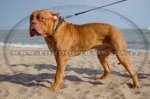 Collare in cuoio con borchie a punta per Dogue de Bordeaux