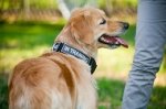 Collare regolabile in nylon per Golden Retriever