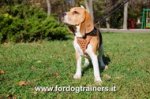 Pettorina in pelle decorata con borchie rotonde per Beagle
