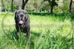 Pettorina classica di cuoio per Mastino Napoletano