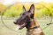 Collare stretto con borchie a punta per Malinois