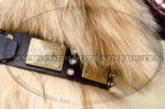 Collare in pelle con punte nichelate per Tervueren