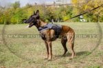 Pettorina in nylon chiusa per Malinois