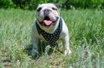 Pettorina in cuoio con borchie a punta per Bulldog inglese