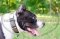 Collare con punte e piastre per Amstaff