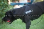 Pettorina in nylon da traino per Cane Corso