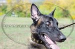 Collare in cuoio con piastre rettangolari per Malinois