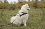 Pettorina da traino di cuoio per Samoiedo