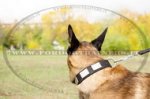 Collare in nylon con piastre decorative per Malinois