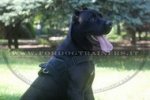 Pettorina universale in nylon per Cane Corso