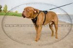 Pettorina universale in pelle naturale per Dogue de Bordeaux