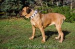 Collare in cuoio bianco con pietre azzurre per Cane Corso