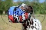 Museruola in cuoio "Bandiera americana" per Dalmata