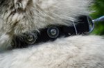 Collare in cuoio con decorazione per Husky