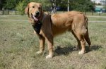 Pettorina in vero cuoio per Golden Retriever