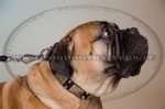 Collare in cuoio con piastre e piramidi per Bullmastiff