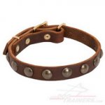Collare in cuoio con borchie rotonde in ottone per cane