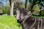 Collare in cuoio con borchie a punta per Mastino napolitano