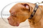 Collare in cuoio con piastre decorative per Dogue de Bordeaux