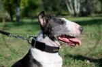 Collare in nylon per Bull terrier
