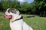 Guinzaglio-prolunga in cuoio per Bulldog americano