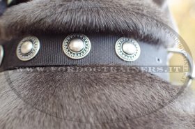 Collare in nylon con borchie rotonde per cane