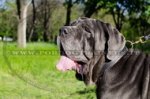 Collare classico di cuoio per Mastino Napoletano