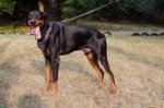 Pettorina in cuoio con borchie per Dobermann