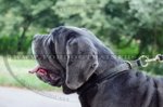 Collare a strozzo con intrecciamento per Mastino Napoletano