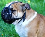Museruola in cuoio per Bulldog inglese