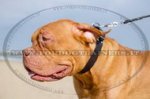 Collare classico in cuoio per cane, 40 mm per Dogue de Bordeaux