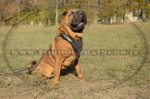 Pettorina in cuoio con borchie a punta per Shar Pei