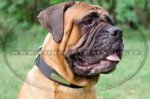 Collare con piastra d'identificazione per Bullmastiff