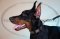 Collare in cuoio con piastre decorative per Dobermann