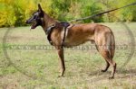 Pettorina in cuoio con borchie dorate per Malinois