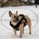 Pettorina in nylon «WALKING DAY» per Bulldog francese