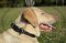 Collare in cuoio combinato per Labrador