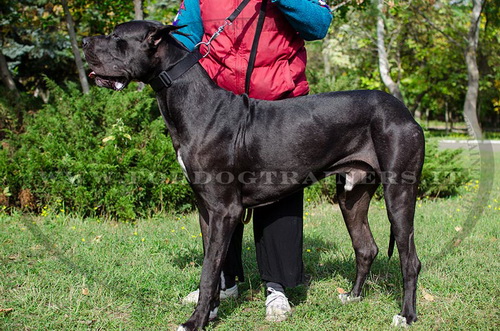 Alano con collare di nylon