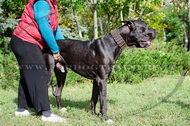 Collare in cuoio con borchie a punta di bronzo per Alano Collare in cuoio con borchie a punta di bronzo per Alano