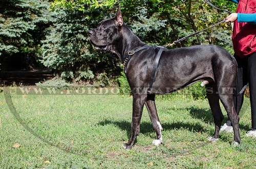 Pettorina di alta qualità per Alano