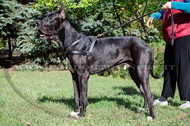 Pettorina da traino di cuoio per Alano Pettorina da traino di cuoio per Alano