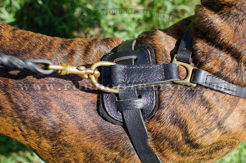 Pettorina di alta qualità per Boxer